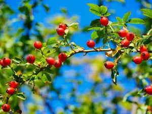 Rose Hip Oil